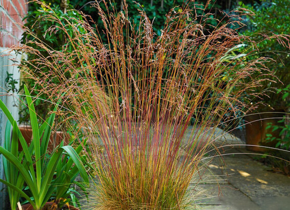 Костриця аметистова ‘Walberla’ #1, С2 - - 2