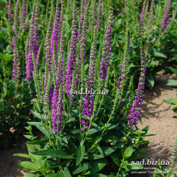 Вероника гибридная 'Atomic Red Ray' ® PBR - 1