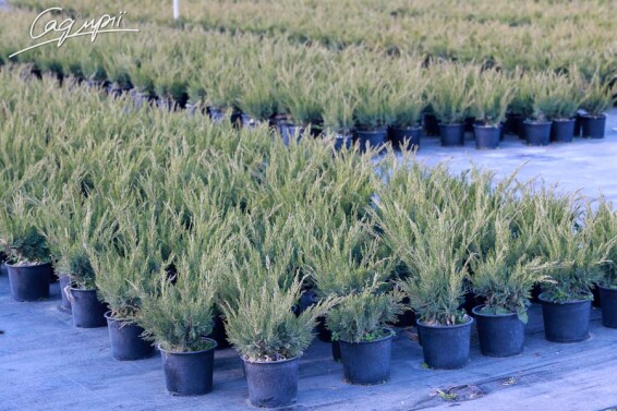 Можжевельник средний 'Mint Julep' #1, C3 40-50 - 8