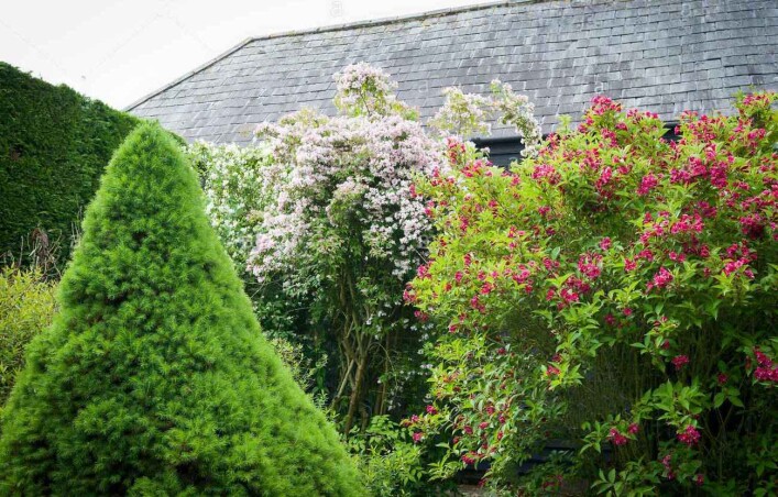 Декілька порад з догляду за вейгелами