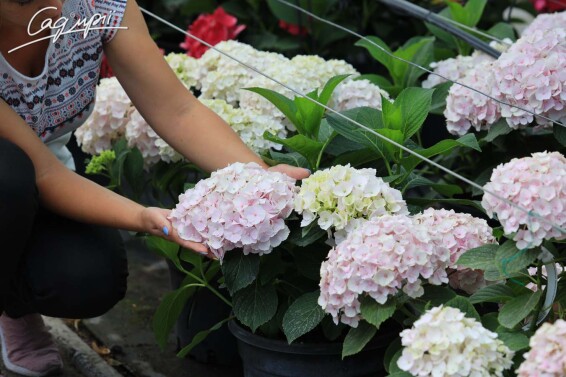 Гортензія крупнолиста 'Hovaria Hopaline'® #3, C3 - - 5 Гортензія крупнолиста 'Hovaria Hopaline'® #3, C3 - - 5