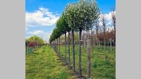 Вишня шаровидная "Umbraculifera"