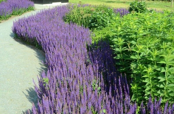 Декоративні шавлії: міфи і факти про найстійкішу рослину у саду Декоративні шавлії: міфи і факти про найстійкішу рослину у саду