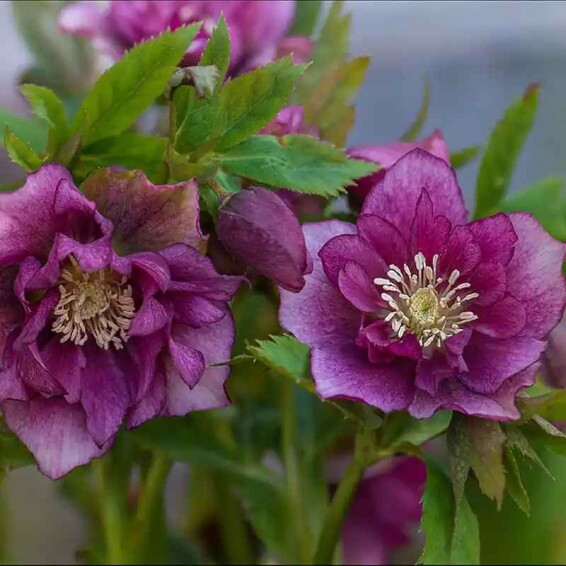 Морозник 'Double Ellen Red' ® - 1 Морозник 'Double Ellen Red' ® - 1