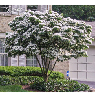 Дерен Коуза