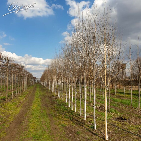 Береза гималайская 'Doorenbos' #9, WRB 12--14 500+ St. 1/2 - 2