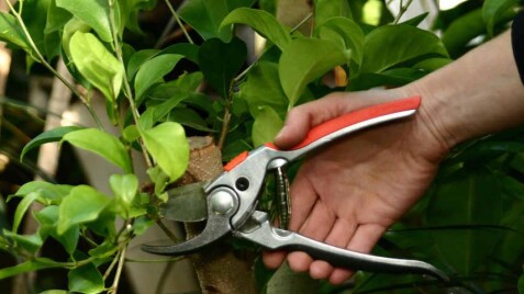 Як зробити обрізку