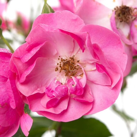 Троянда бордюрна 'Angela' - 7