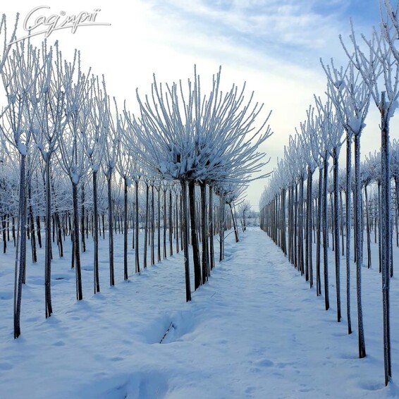 Катальпа бигнониевидная 'Nana' - 9