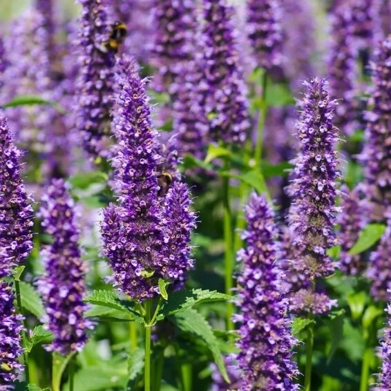 Агастахис (многоколосник) синий ‘Black Adder’ - 2