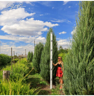 Ялівець скельный 'Blue Arrow'