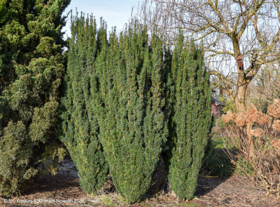 Тис середній 'Green Rocket' - 5