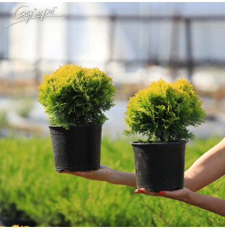 Туя западная 'Mirjam'®