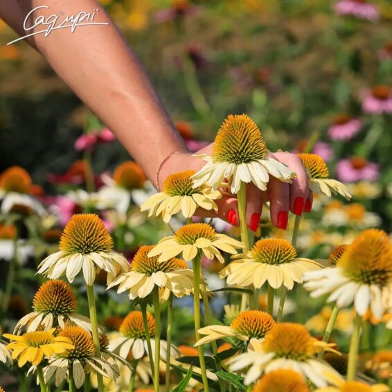 Ехінацея пурпурна 'Mellow Yellow' - 8