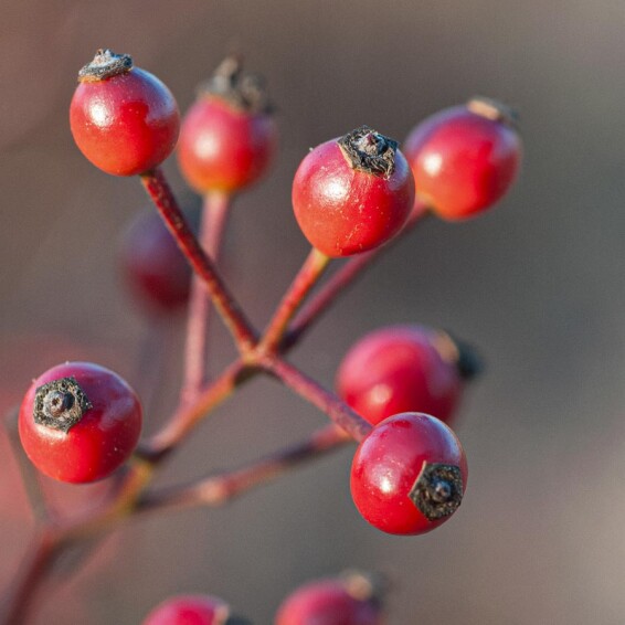 Троянда багатоквіткова, C25 175-200 - 1