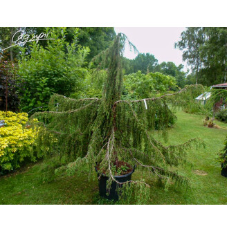Ялівець звичайний 'Horstmann'