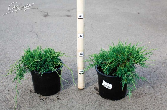 Можжевельник средний 'Lemon Hill' - 3