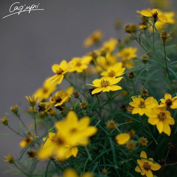 Кореопсіс мутовчатий 'Zagreb' - 6 Кореопсіс мутовчатий 'Zagreb' - 6