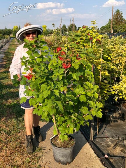 Калина звичайна - 4