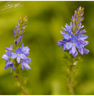 Вероніка австрійська