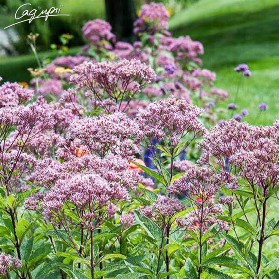 Сідач плямистий 'Red Dwarf'® - 3