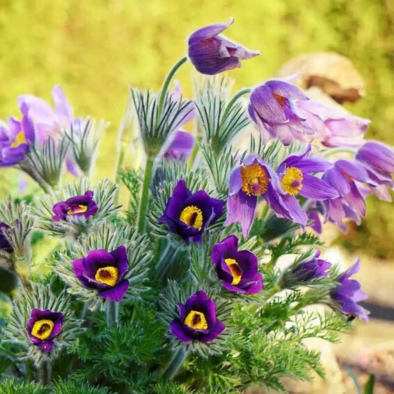 Прострел обыкновенный 'Blue' - 2