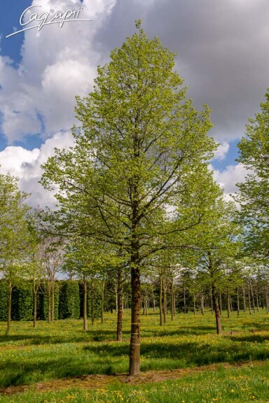 Липа сердцелистная 'Erecta' #1, C60 16--18 300-350 St. 180-200 - 2 Липа сердцелистная 'Erecta' #1, C60 16--18 300-350 St. 180-200 - 2