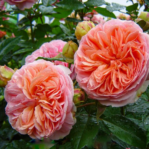 Роза 'Chippendale' - 3