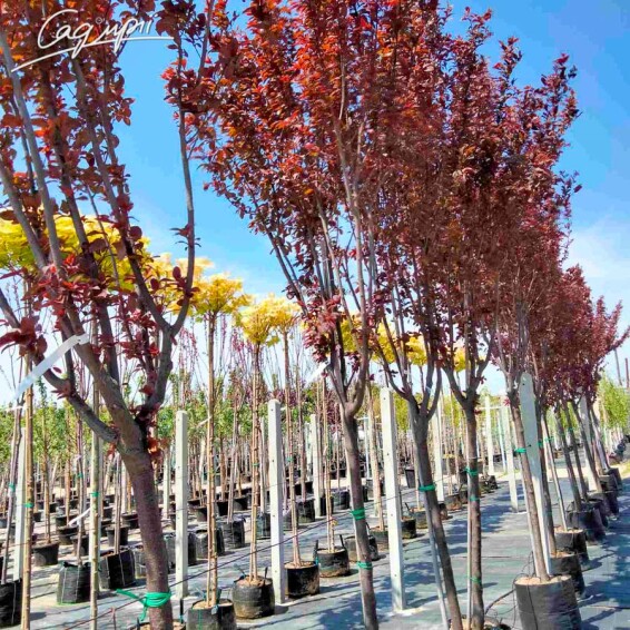 Слива вишнеплодная 'Pissardii' #29, С69 14--16 300-400 St. 225 - 3 Слива вишнеплодная 'Pissardii' #29, С69 14--16 300-400 St. 225 - 3