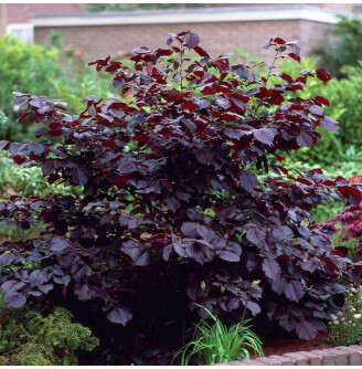 Ліщина велика 'Rouge de Zeller'