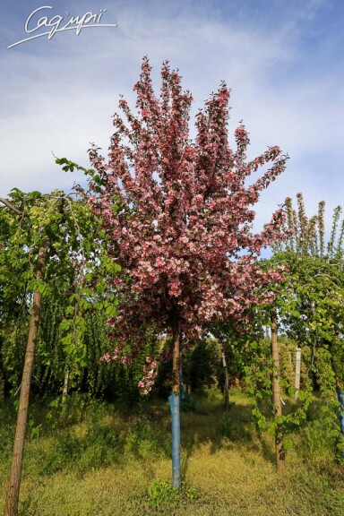 Яблуня Недзвецького - 1