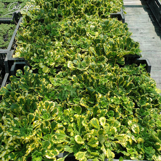 Камнеломка теневая 'Variegata' - 4