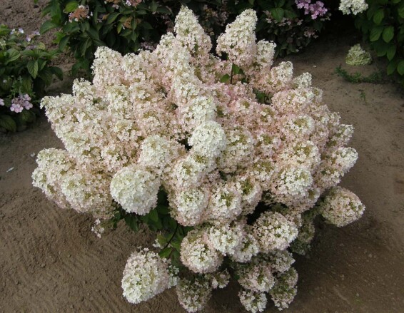 Гортензия метельчатая 'Bobo' ® #1, Р9 - - 1 Гортензия метельчатая 'Bobo' ® #1, Р9 - - 1