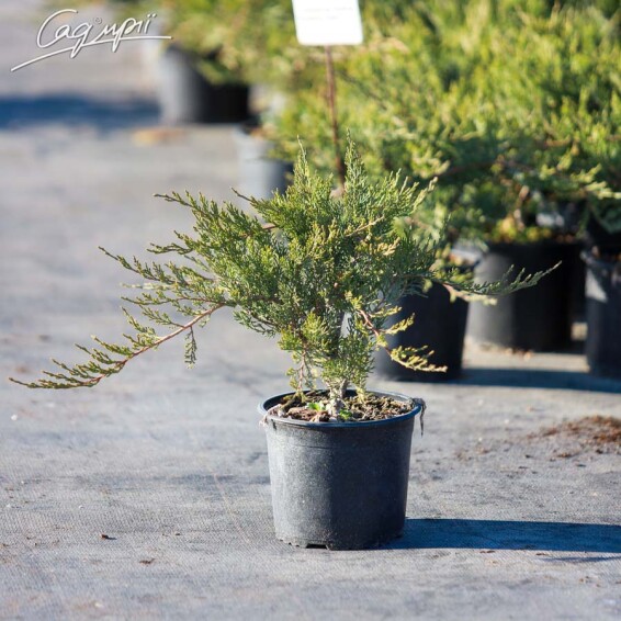 Можжевельник казацкий 'Rockery Gem' - 3