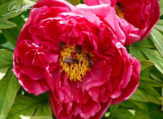 Півонія трав'яниста 'Red' - 2