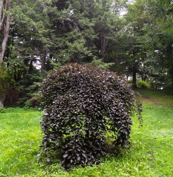 Бук лісовий 'Purpurea Pendula' - 8 Бук лісовий 'Purpurea Pendula' - 8