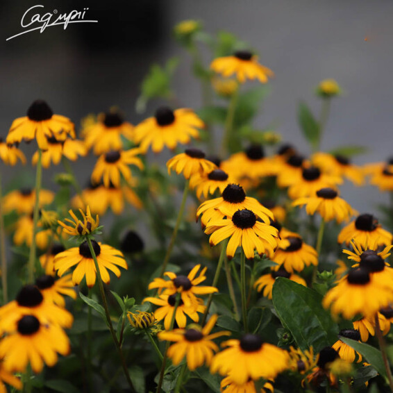 Рудбекія блискуча 'Goldsturm' - 1 Рудбекія блискуча 'Goldsturm' - 1