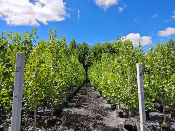 Тополя чорна 'Italica' - 7 Тополя чорна 'Italica' - 7