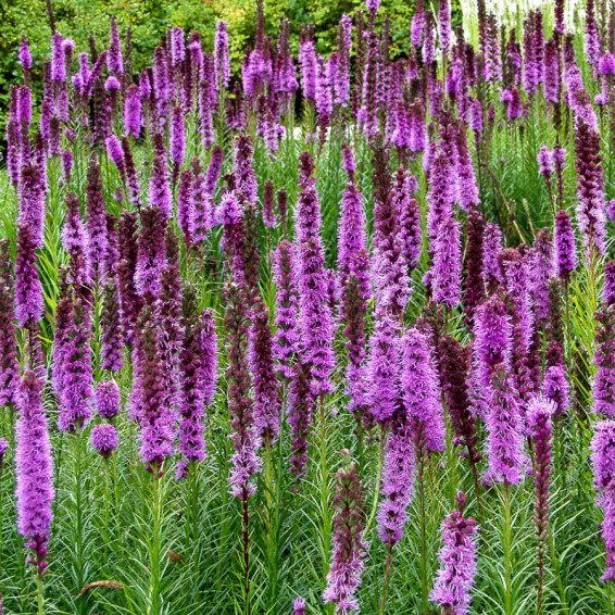 Ліатріс колосковий 'Floristan Violet' - 7 Ліатріс колосковий 'Floristan Violet' - 7