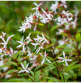 Гiлленiя трилистна