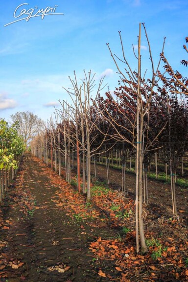 Каштан м'ясочервоний 'Briottii' - 5