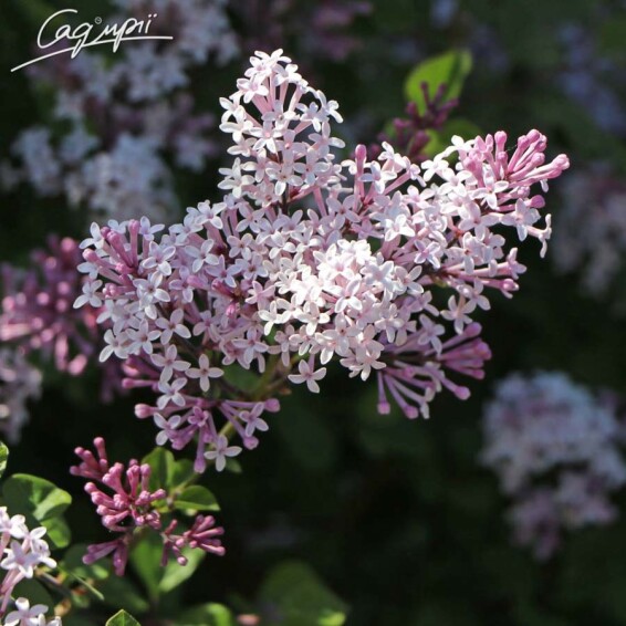 Бузок дрібнолистий 'Josee' - 1