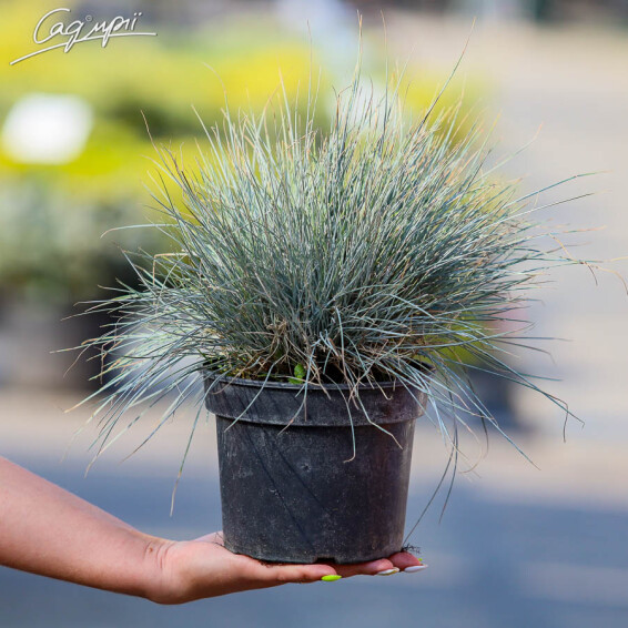 Овсяница сизая 'Elijah Blue', p9 - - 1