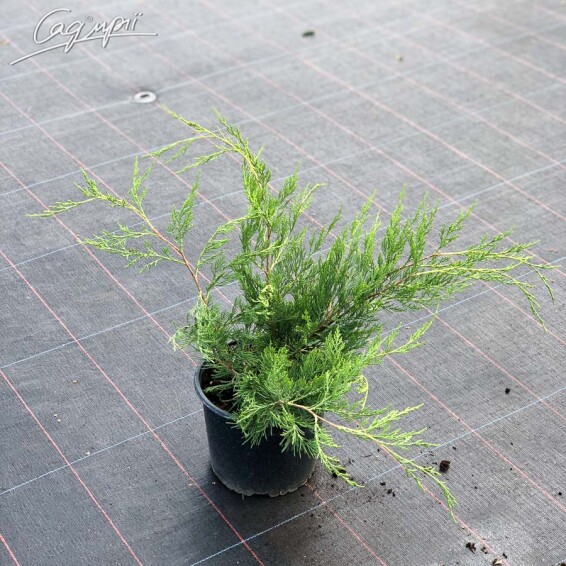 Можжевельник виргинский 'Canaertii' - 3