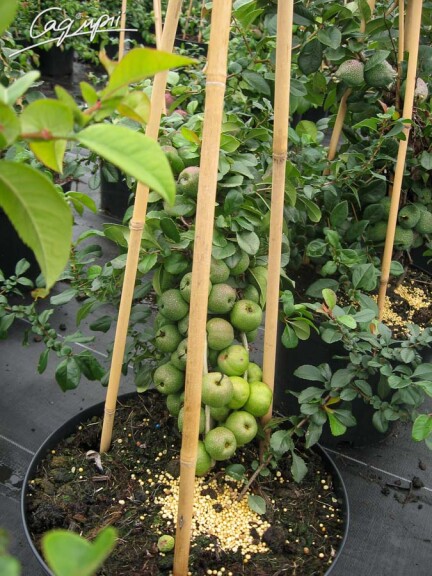 Айва прекрасная (хеномелес) 'Pink Trail' - 10