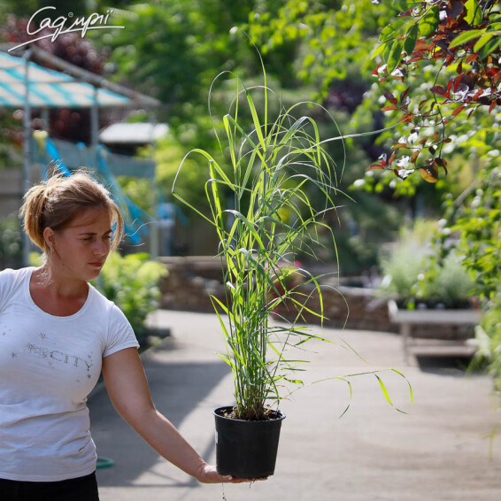 Просо вербовидне 'Warrior' - 2