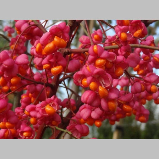 Бересклет європейський 'Red Cascade' - 3 Бересклет європейський 'Red Cascade' - 3