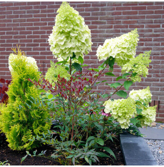 Гортензія волотиста 'Polar Bear'®