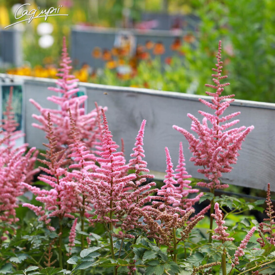 Астільба 'Lilac' - 3 Астільба 'Lilac' - 3