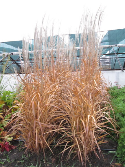 Міскантус китайський 'Early Hybrids' - 2